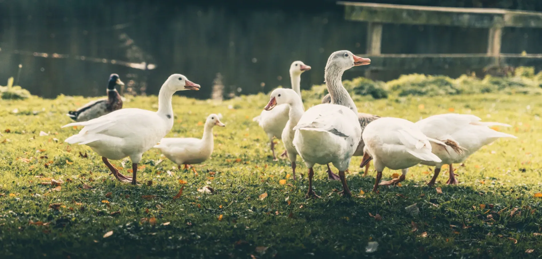 Xu Hướng Nuôi Trồng Thủy Sản Bền Vững Tại Việt Nam