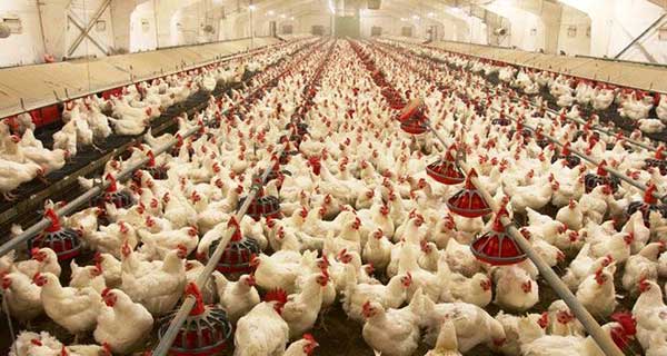 Ngành Chăn Nuôi Gia Súc Việt Nam 2025: Cơ Hội Và Thách Thức